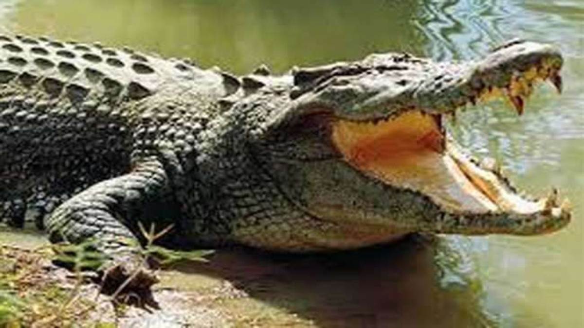 crocodile attack in pilibhit crocodile attack woman in pilibhit villagers saved lady injured