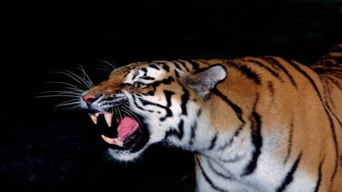mother saved her innocent child by dragging her from the jaws of a tiger in umaria