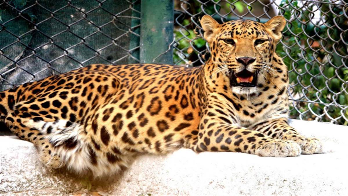 tata steel forest department filed a case in court against tata zoo management in leopard s death case