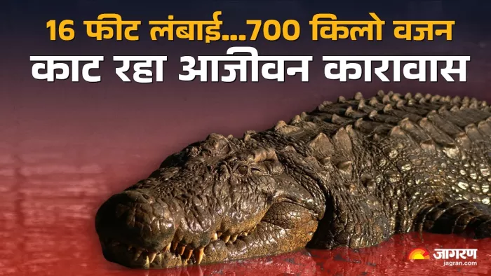 दुनिया का सबसे पुराना मगरमच्छ हेनरी। ( सभी फोटो- Crocworld Conservation Centre )