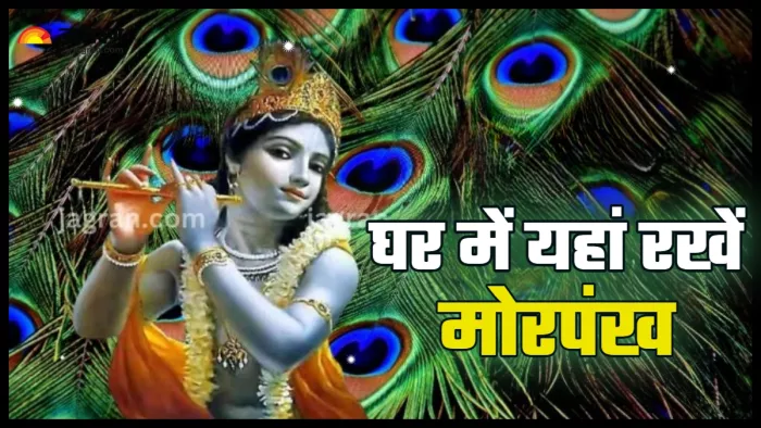 Mor Pankh Vastu tips घर की इन जगहों पर रखें कान्हा जी का प्रिय मोर पंख।