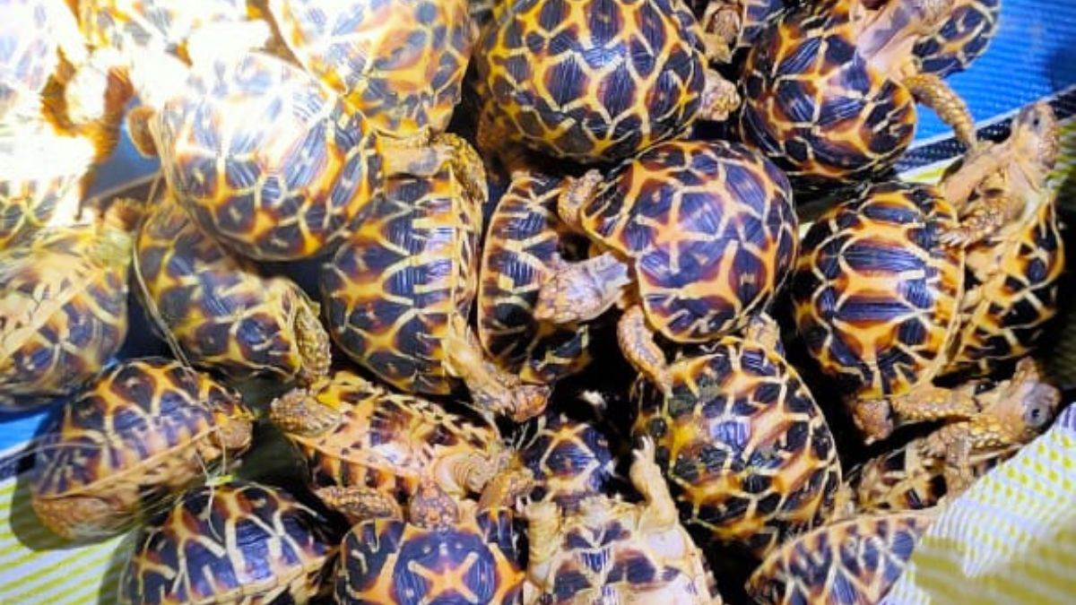 https://www.jagranimages.com/images/newimg/04092024/04_09_2024-tortise_23790867.jpg