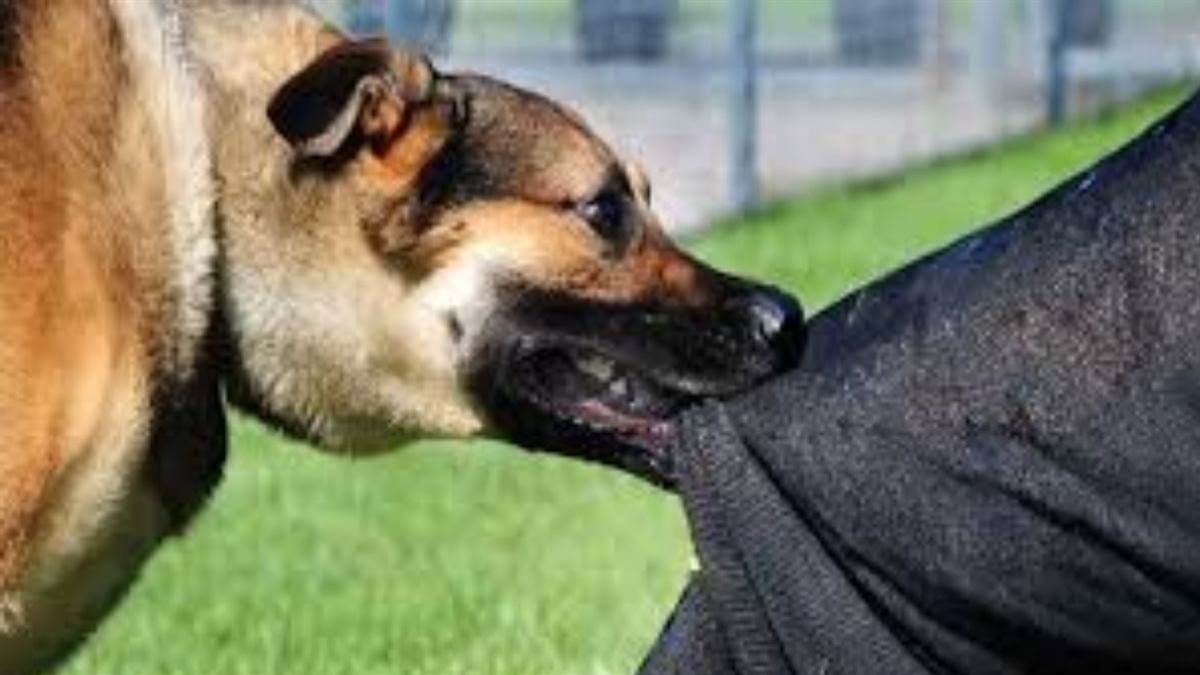 https://www.jagranimages.com/images/newimg/04092025/04_09_2025-dog_gkp_1_24035308.jpg