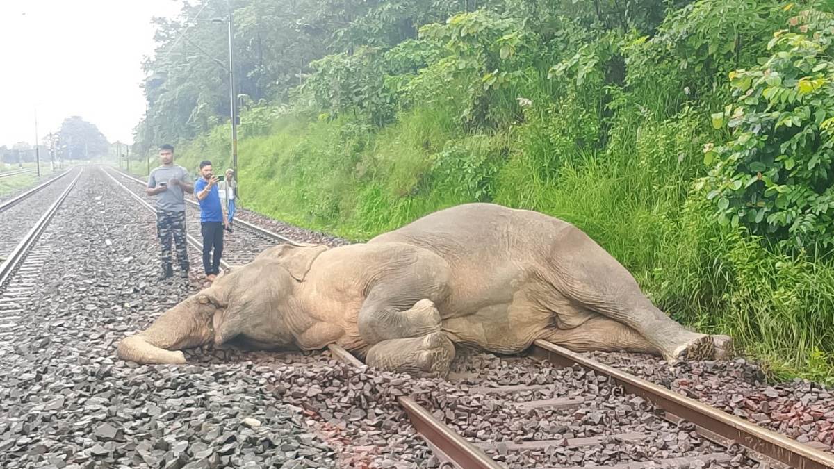 https://www.jagranimages.com/images/newimg/04092025/04_09_2025-elephant_accident_24035222.jpg