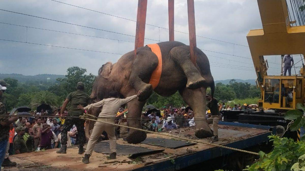https://www.jagranimages.com/images/newimg/04092025/04_09_2025-hathi_24035481.jpg
