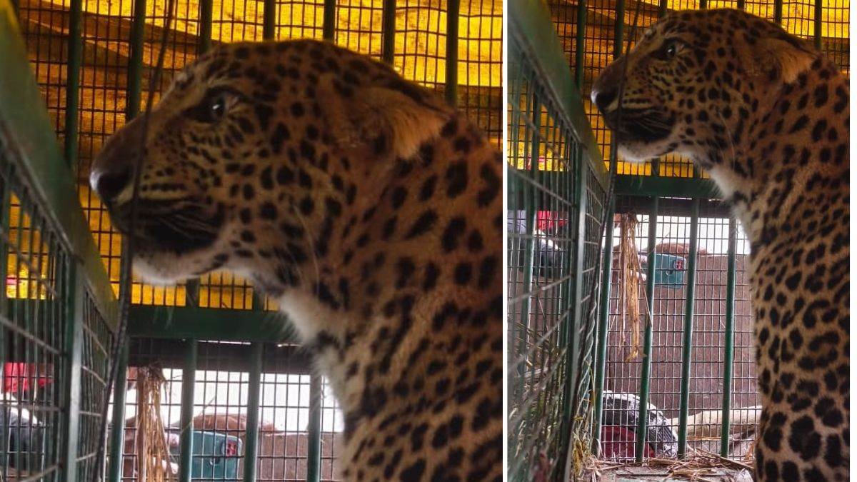 https://www.jagranimages.com/images/newimg/04092025/04_09_2025-leopard_in_cage_dainik_jagran__24035277.jpg