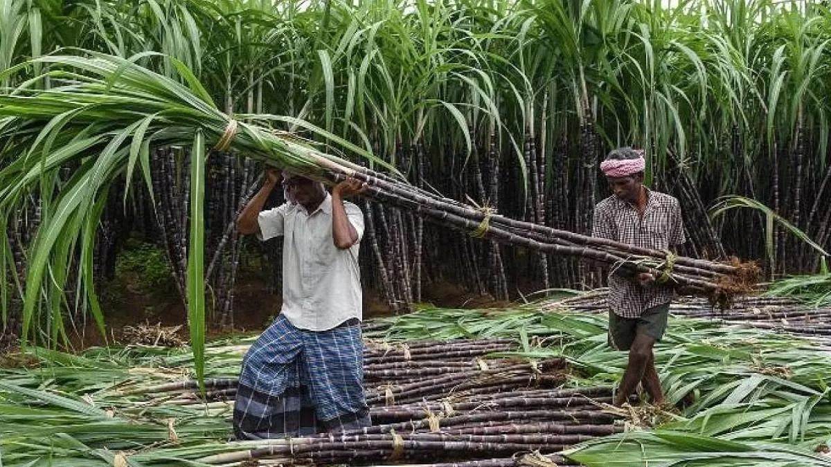 https://www.jagranimages.com/images/newimg/04092025/04_09_2025-sugercane_farmers__24035847.jpg