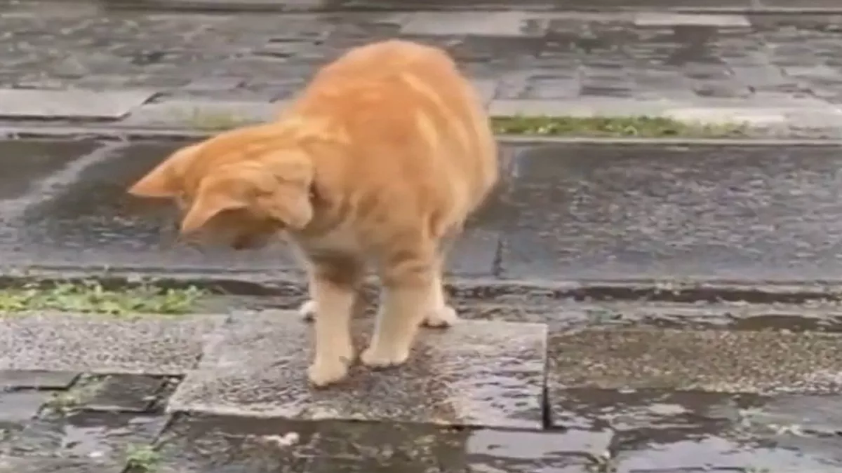 Viral Video: पानी में छपाक करती बिल्ली आई नजर, वीडियो में देखें यह विचित्र कारस्तानी
