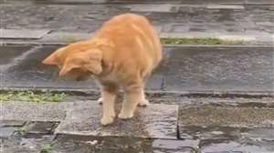 वीडियो में एक बिल्ली छोटे से बच्चे की तरह बारिश के पानी में उछल कूद करती दिखाई पड़ रही है।