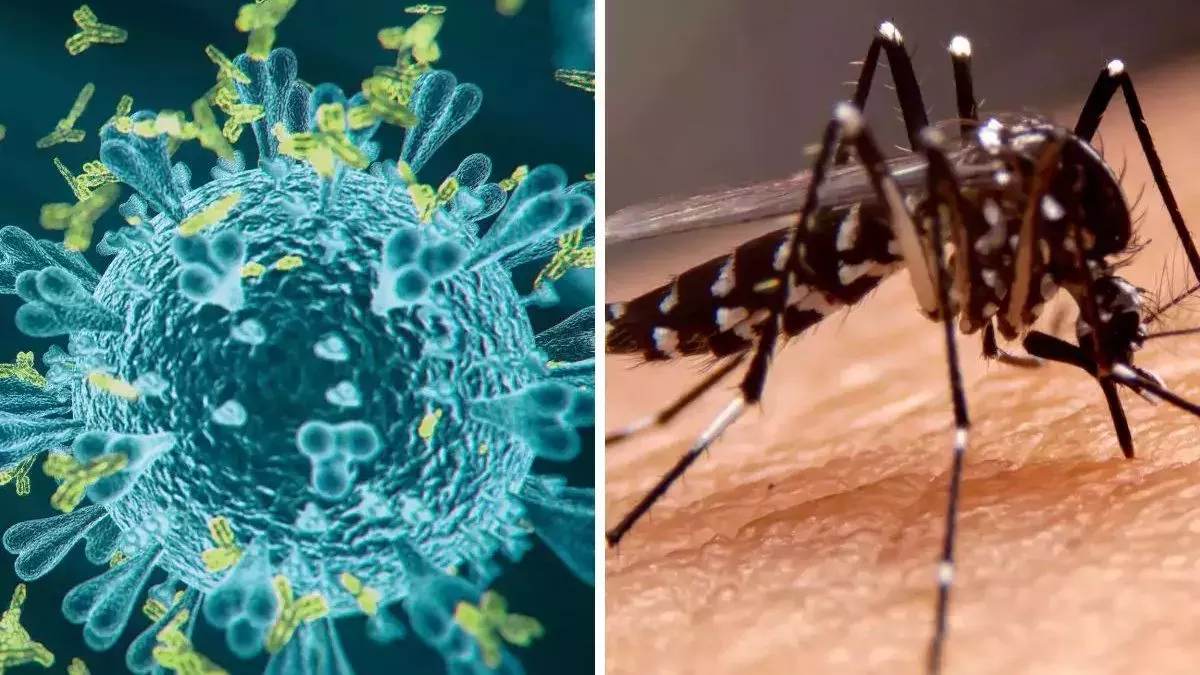 Dengue Alert: पानीपत में डेंगू का प्रकोप, कोरोना जैसे लक्षण, बुखार होने पर जांच जरूर कराएं