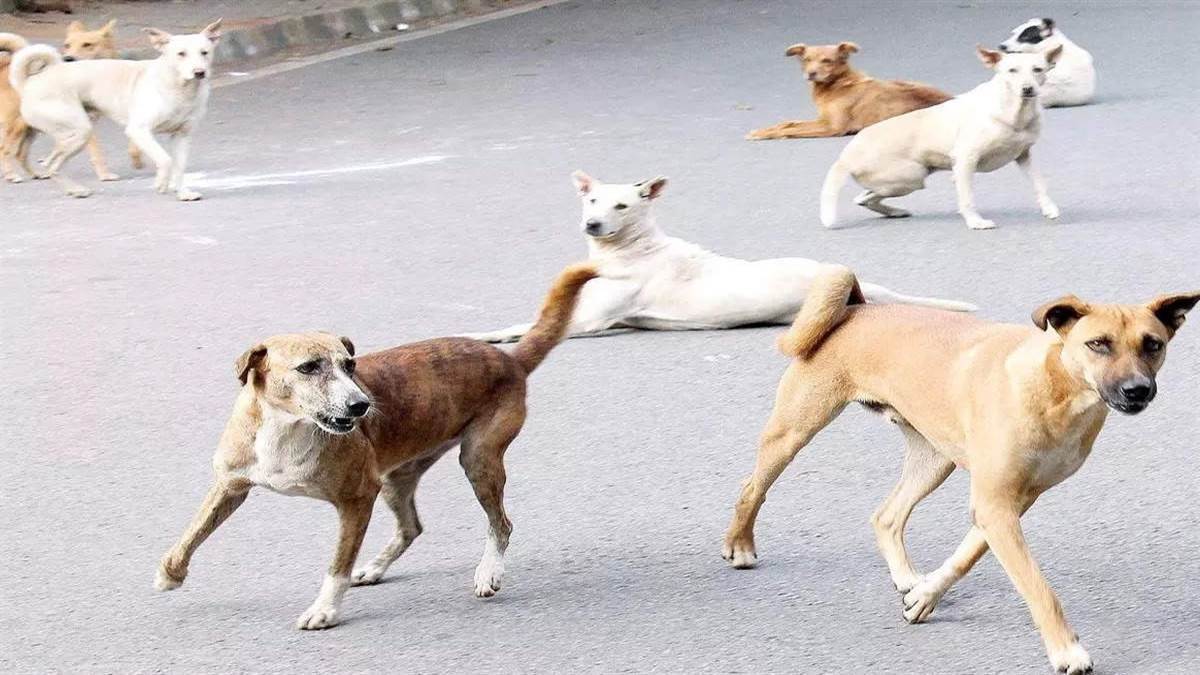 https://www.jagranimages.com/images/newimg/04102023/04_10_2023-dogs_23547262.jpg