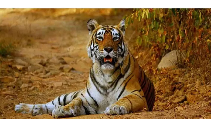 वन्यजीव सप्ताह के तहत इन दिनों स्कूल, गांव व अन्य जगहों पर जागरूकता अभियान चल रहे हैं।