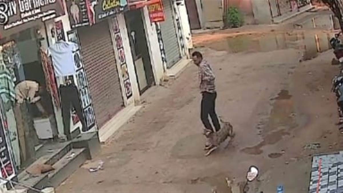 stray dogs wreak havoc in gurdaspur bites 55 people in a single day residents refrain from leaving their homes
