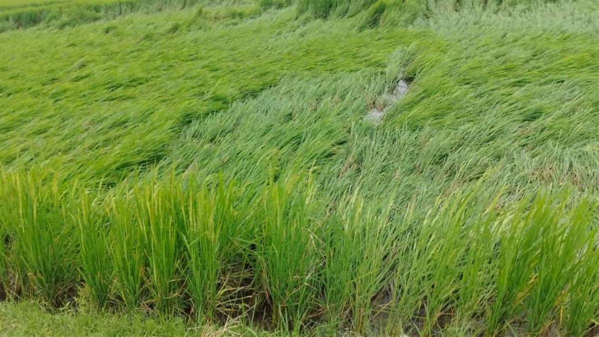maharajganj news heavy rain and wind damage paddy crop