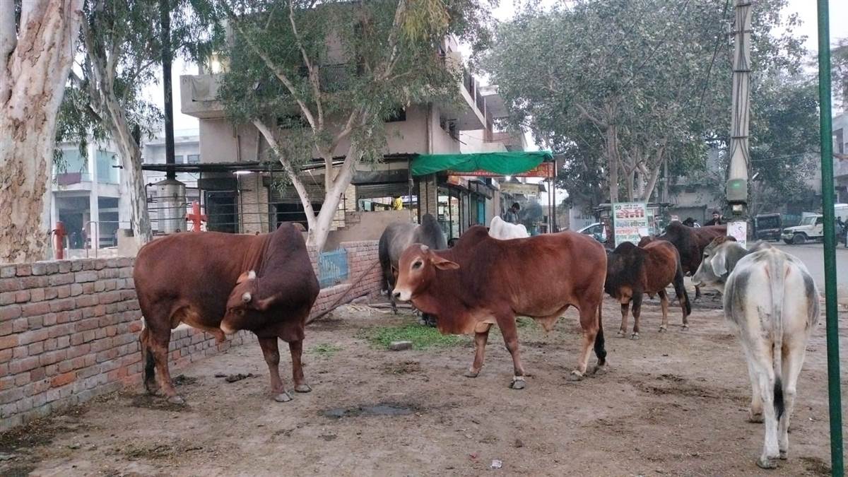 stray animals have become problem in bhiwani attacking passers children are afraid to go to school