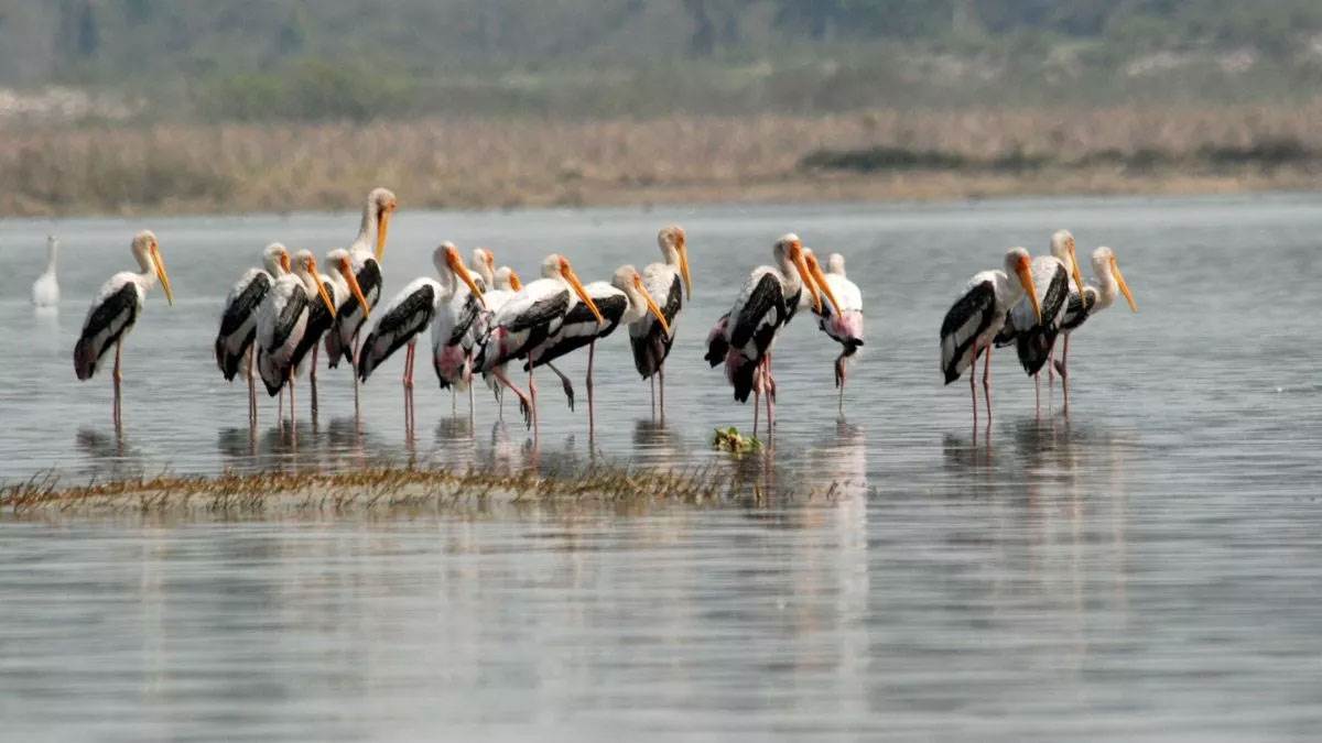 asan wetland prepares for foreign birds dehradun city news