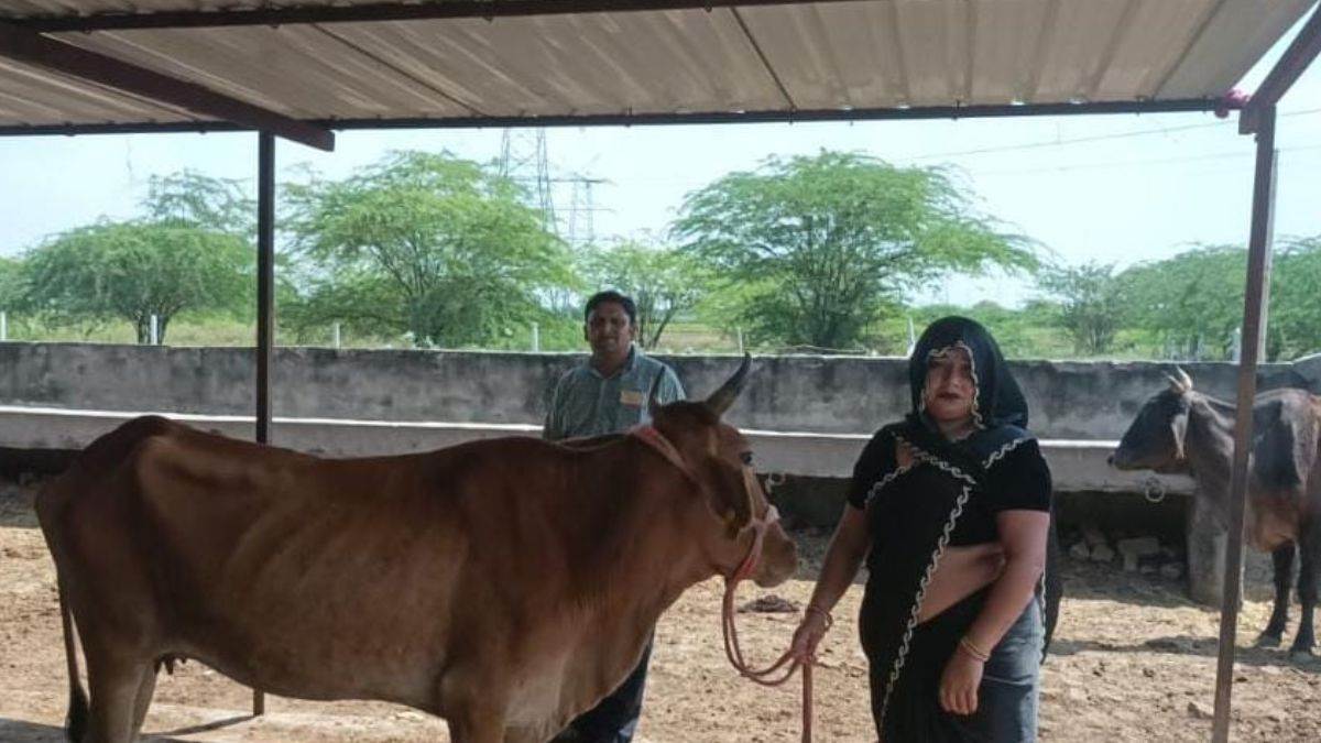 empowering women 370 cows given to promote self reliance