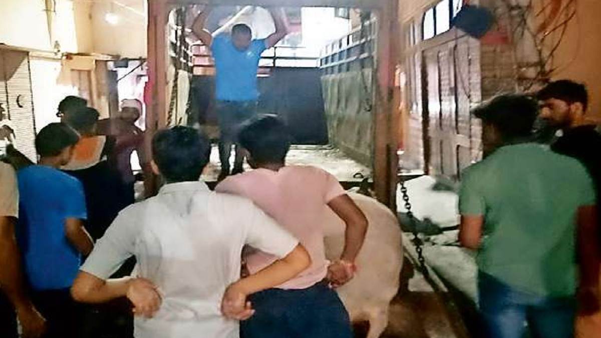 meerut news negligence in stray bull dies due to lack of treatment