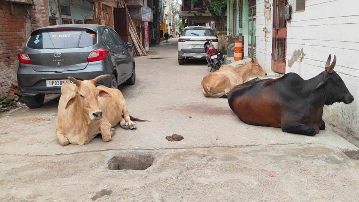firozabad to build large cow shelter for stray cattle