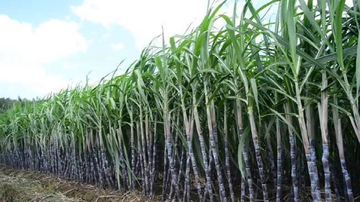 lko deadline extended for sugarcane committee membership