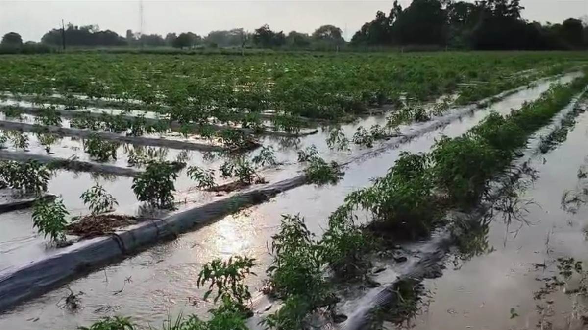 ghazipur rain heavy rainfall damages crops farmers face losses