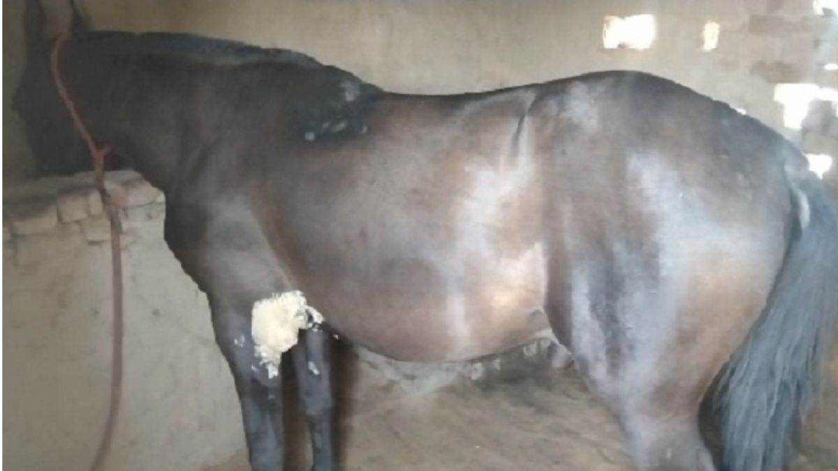 dangerous diseases glanders and bird flu will be tested samples sent for research to faridabad and bareilly
