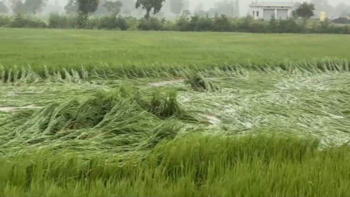 crop damage in tarkulwa due to heavy rain and strong winds