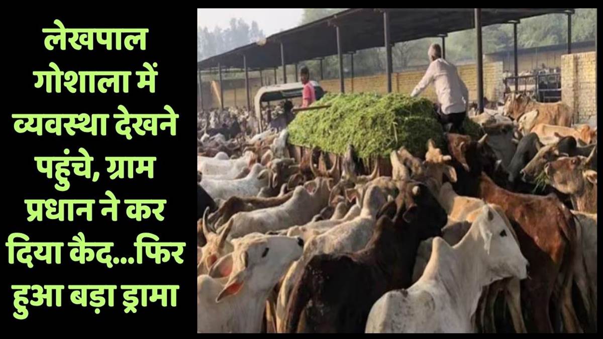 gram pradhan took hostage lekhpal inspecting gaushala in hamirpur