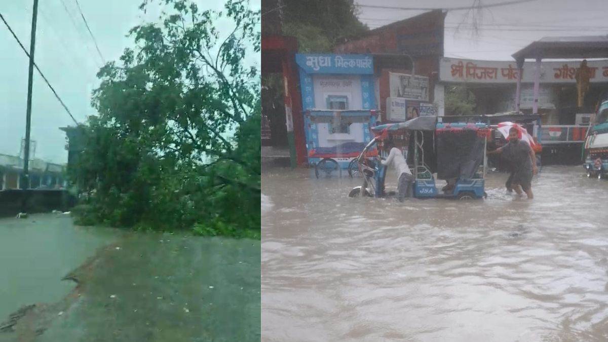 west champaran news woman dies after crushed by falling tree