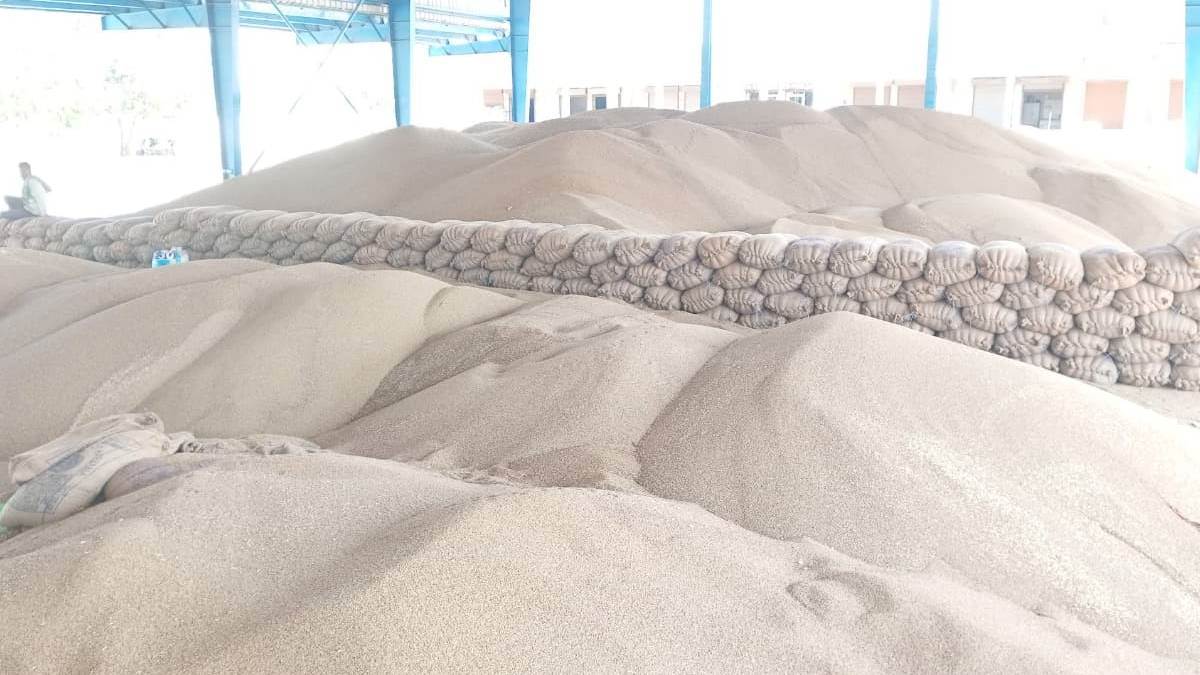 bhiwani news grain storage crisis due to lack of warehouses in badhra