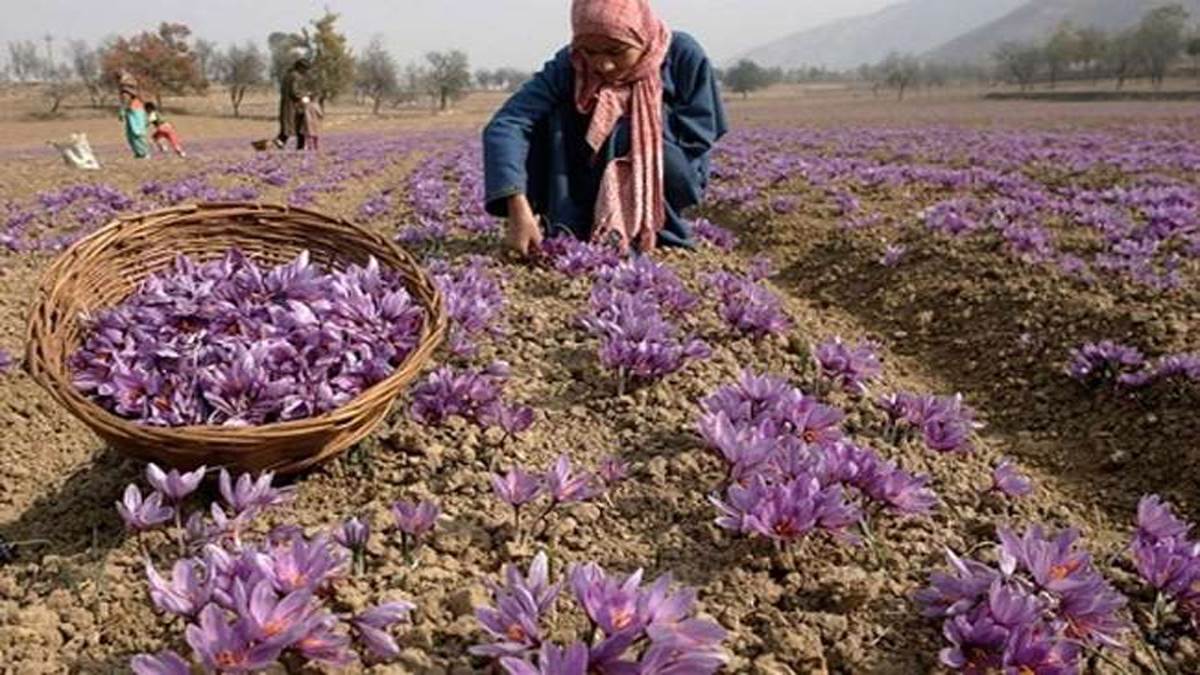 srinagar news kashmir saffron farmers hopeful after rainfall