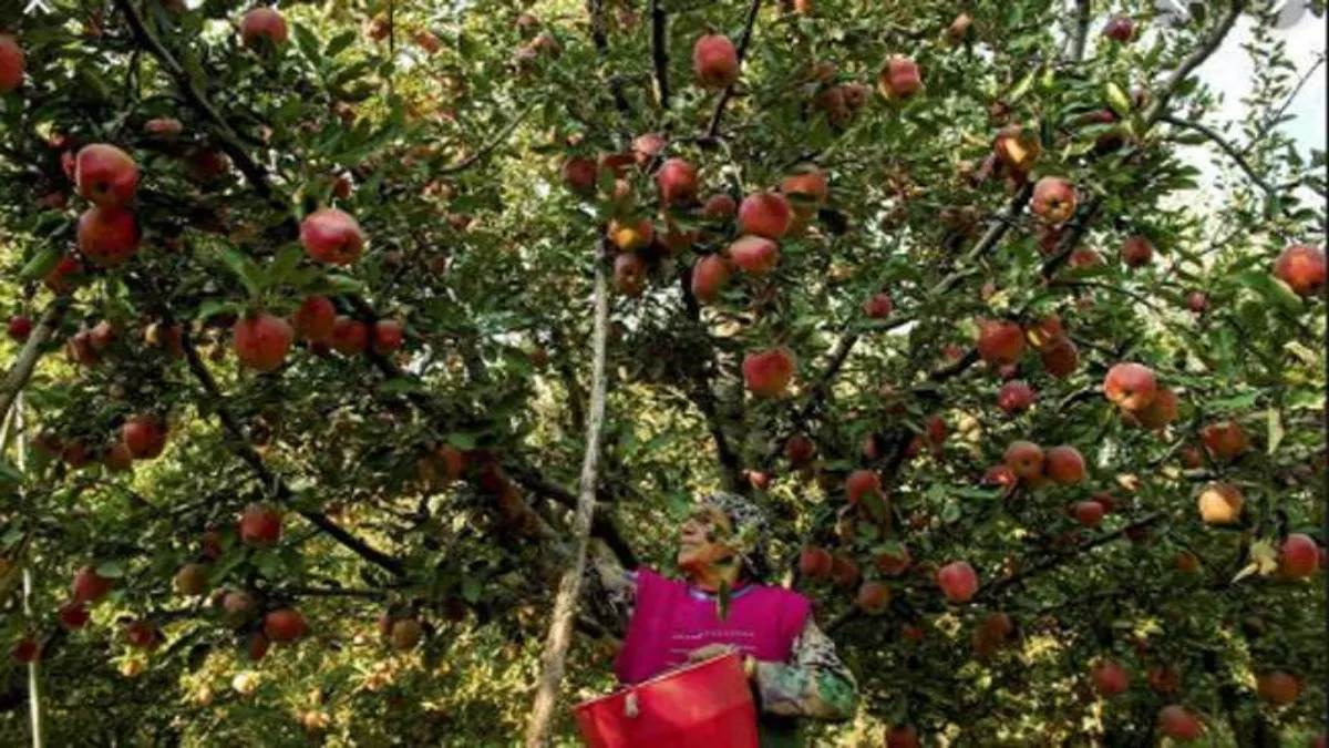 srinagar weather alert snowfall threatens apple orchards