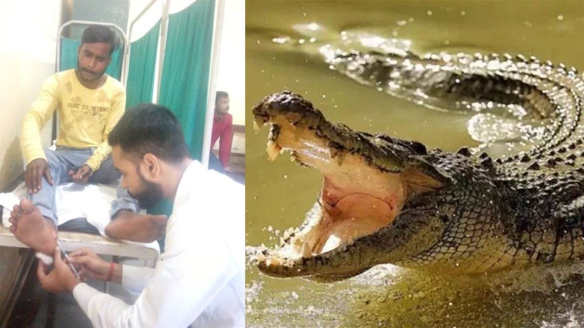 pilibhit crocodile attack injures man crossing river brother rescues him