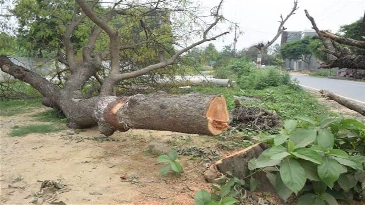 lakhimpur kheri news illegal tree cutting leads to suspension