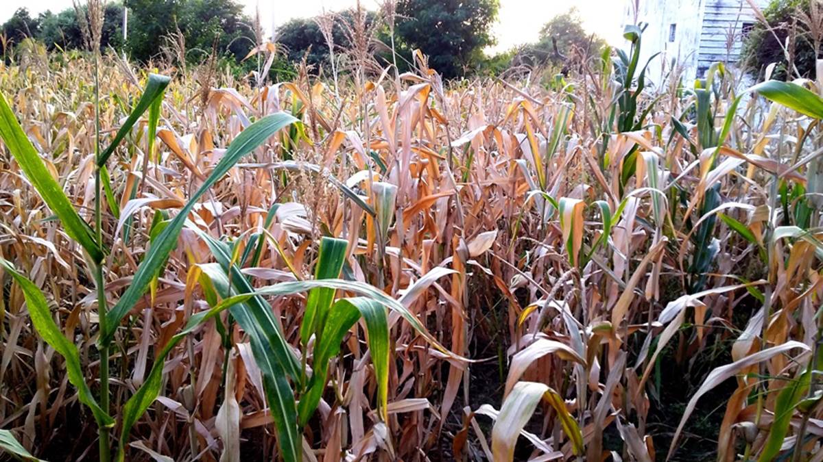 monkey menace in vijaypur farmers face crop losses in jammu
