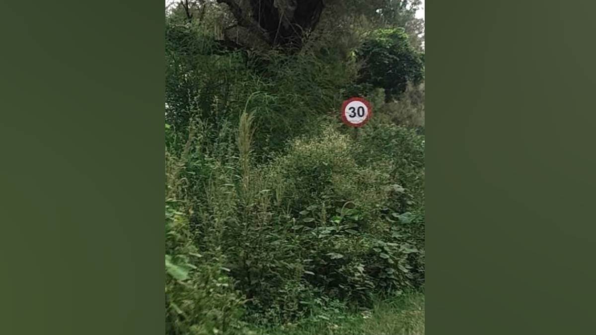 bhiwani news highway hazards overgrown brush obscures signs increasing accident risk