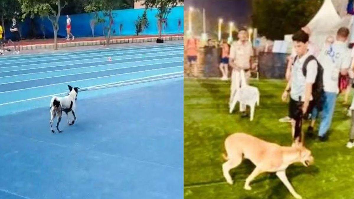 stray dog still not removed from jln stadium delhi world para athletics championships