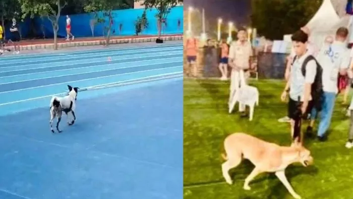 World Para Athletics Championships: नहीं हटाए गए कुत्ते