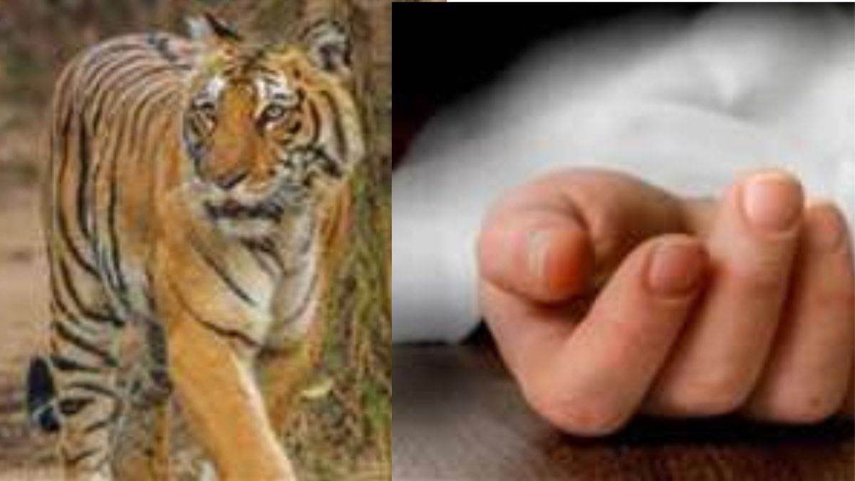 vtr incident tiger kills another shepherd near vtr in bihar