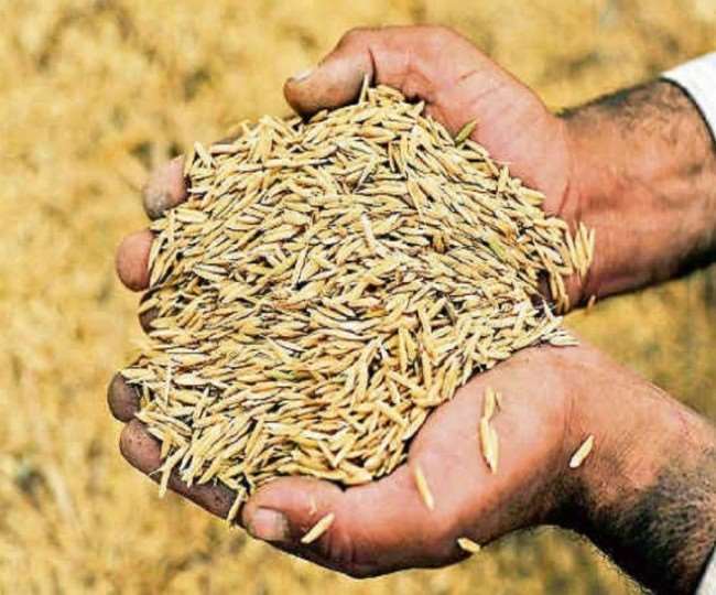 fragrant paddy growing farmers upset due to no government purchase in uttar pradesh