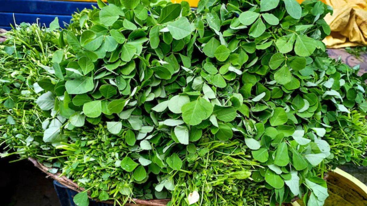 Benefits Of Methi Leaves ब्लड शुगर से लेकर वजन कम करने में कारगर है