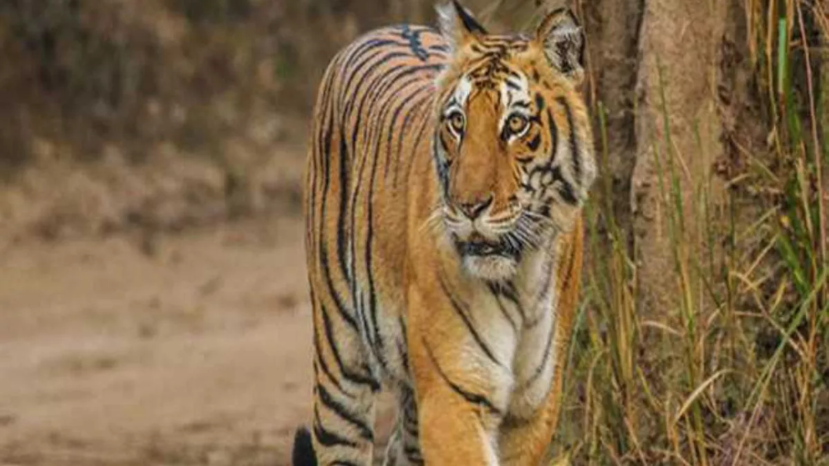 पटना जू में जानवरों को ठंड के मौसम में दिया जाता गर्म भोजन। प्रतीकात्‍मक तस्‍वीर