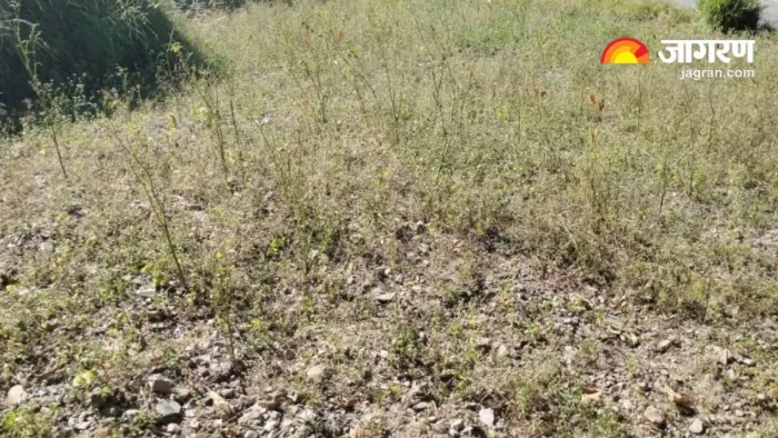 बेतालघाट ब्लॉक के गांवों में सब्जियों के बाद अब दालों की उपज प्रभावित
