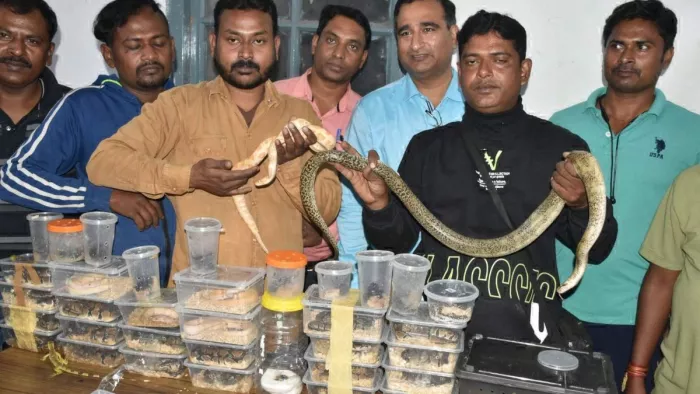 Elvish Yadav का जुड़ सकता है जमशेदपुर कनेक्शन, विदेशी सांपों के साथ पकड़ी गई महिला ने किया खुलासा