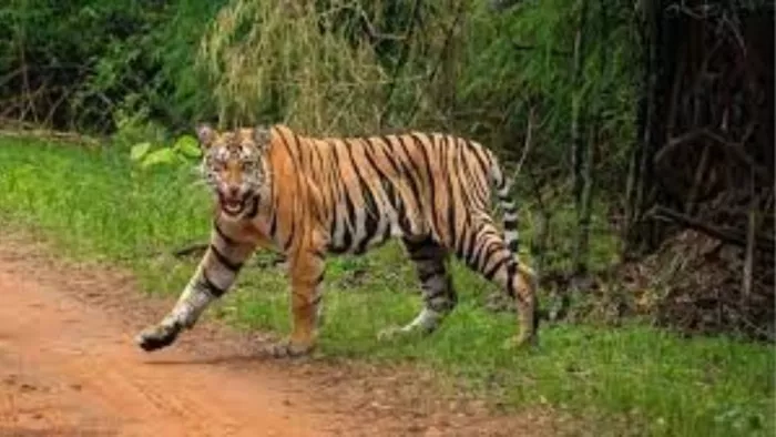 नुआपड़ा में बाघ का आंतक, महिला को बनाया अपना शिकार