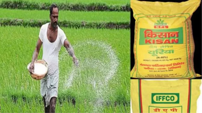 डीएपी की कमी के मुद्दे पर सीएम सैनी ने बयान दिया है। प्रतिकात्मक तस्वीर
