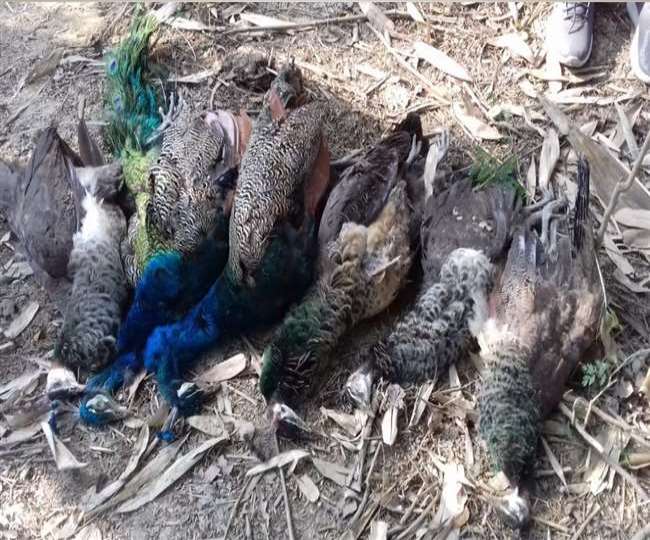 सात मोर सहित नौ पक्षियों की पक्षियों की संदिग्ध परिस्थितियों में मौत1 प्रतीकात्‍मक फोटो