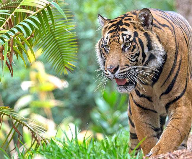 the roar of the tiger was heard 40 km away from indore claw marks were also found