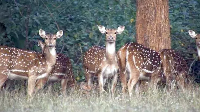पलामू में हिरण का शिकार किए जाने का मामला सामने आया है। (प्रतीकात्मक तस्वीर)