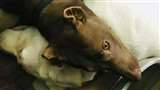 Dog Murder Case: चूहे की हत्‍या मामले के बाद अब कुत्‍ते की हत्‍या, बरेली में मुकदमा दर्ज